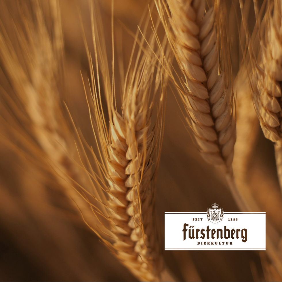 Nahsufnahme von Weizen, im Vordergrund liegt das Logo der Brauerei Fürstenberg.