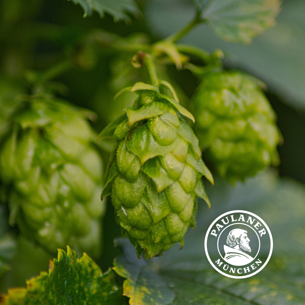 Nahaufnahme von Hopfen, im Vordergrund liegt das Logo der Brauerei Paulaner.